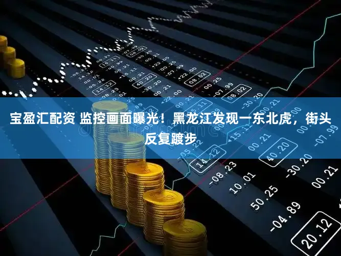 宝盈汇配资 监控画面曝光！黑龙江发现一东北虎，街头反复踱步